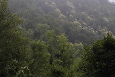 Bir şehir parkında bitki örtüsü