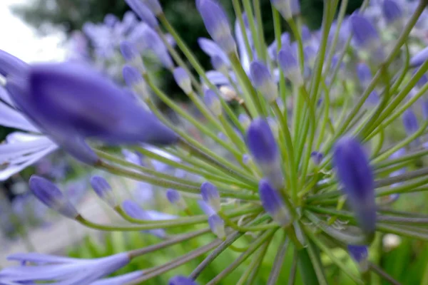 Close Flowers Park — Stock Photo, Image