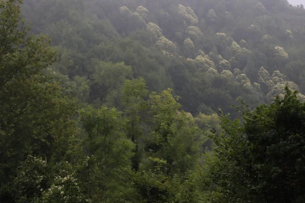 Bir şehir parkında bitki örtüsü