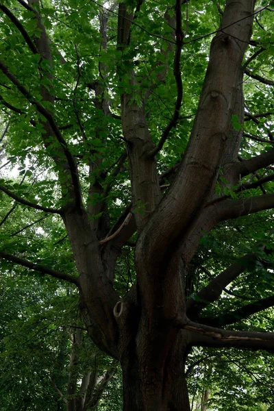 Bir şehir parkında bitki örtüsü