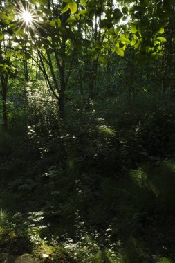 Bir şehir parkında bitki örtüsü