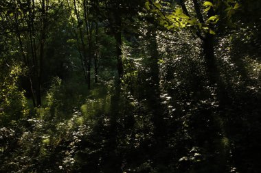 Bir şehir parkında bitki örtüsü