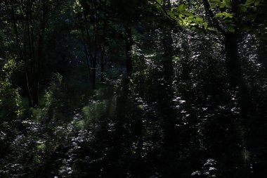 Bir şehir parkında bitki örtüsü