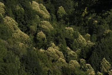 Bir şehir parkında bitki örtüsü