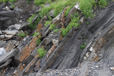 Parkta bitki örtüsü