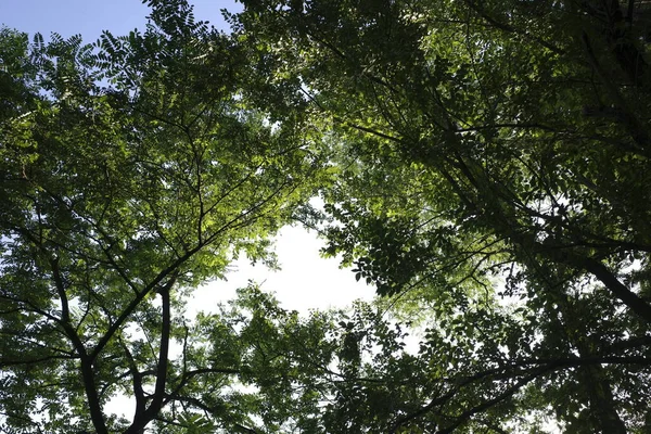 Luces Sombras Bosque — Foto de Stock