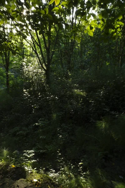 Luces Sombras Bosque —  Fotos de Stock