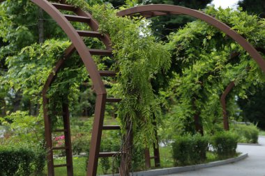 Bir şehir parkında bitki örtüsü