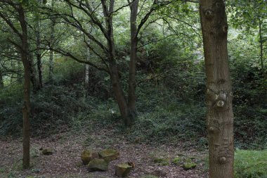 Bir şehir parkında bitki örtüsü