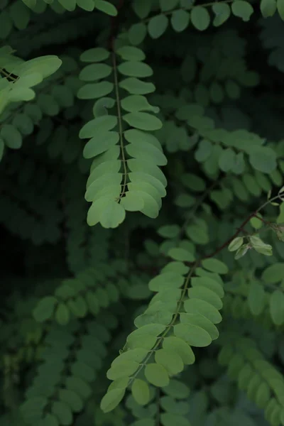 Vegetation Urban Park — Stock Photo, Image