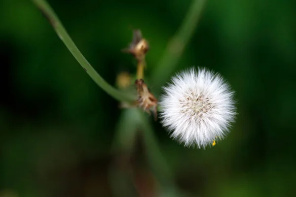 Vegetation Stadtpark — Stockfoto