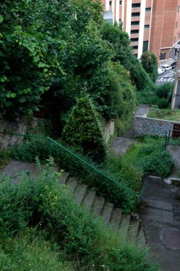 Bir şehir parkında bitki örtüsü