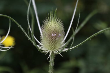 Bir şehir parkında bitki örtüsü
