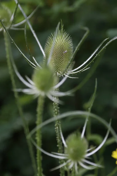 Vegetation Stadspark — Stockfoto