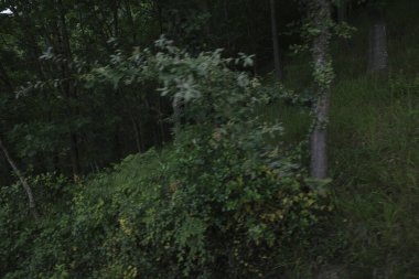 Bir şehir parkında bitki örtüsü