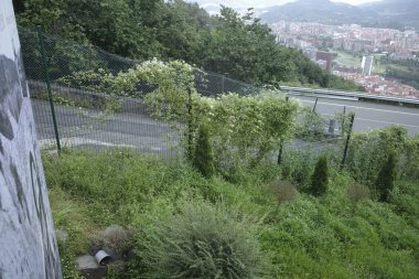 Bir şehir parkında bitki örtüsü