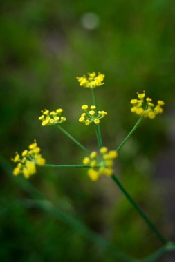 Bir şehir parkında bitki örtüsü