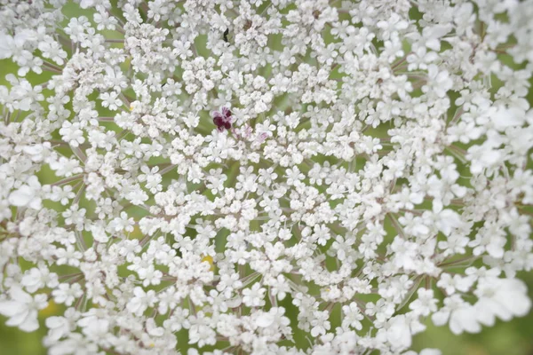 Vegetation Urban Park — Stock Photo, Image