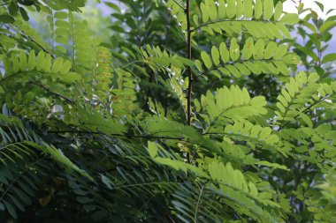 Bir şehir parkında bitki örtüsü
