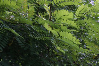 Bir şehir parkında bitki örtüsü