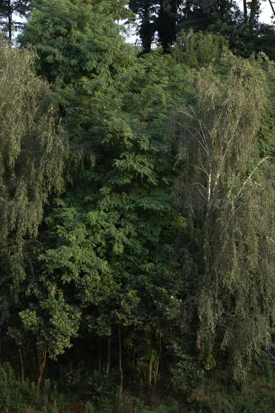 Vegetation Stadtpark — Stockfoto