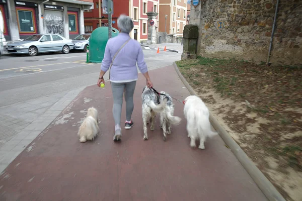 Donna Che Cammina Con Suoi Cani — Foto Stock