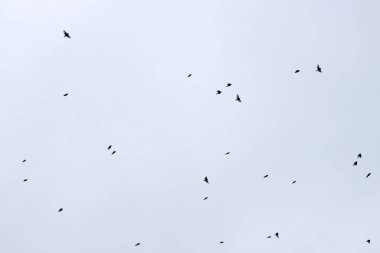 Bulutlu bir gökyüzünde kırlangıç sürüsü