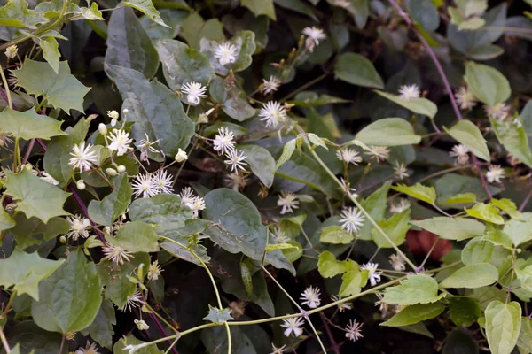 Fleurs Dans Parc Urbain — Photo