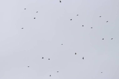 Kırsalda kırlangıç sürüsü