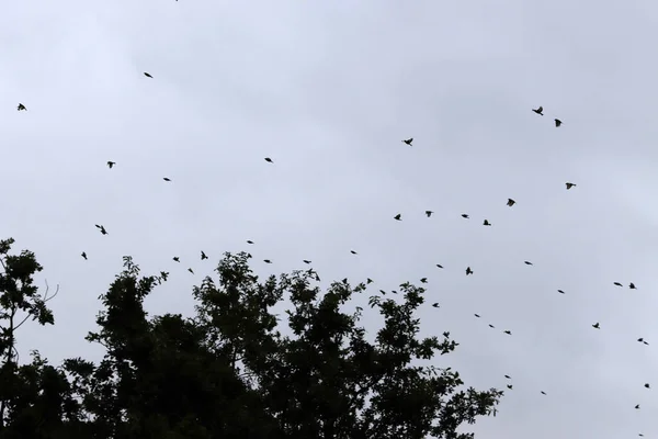 Χελιδόνι Στην Ύπαιθρο — Φωτογραφία Αρχείου