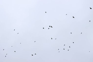 Kırsalda kırlangıç sürüsü