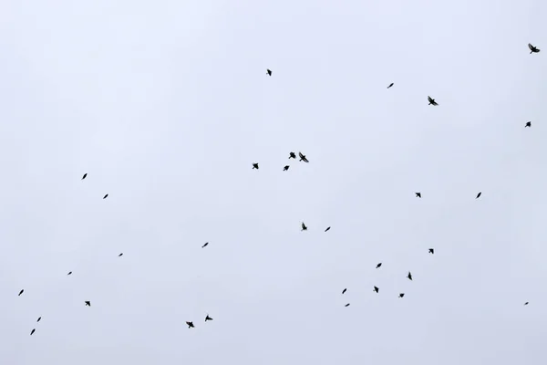 Swallow Flock Countryside — Stock Photo, Image