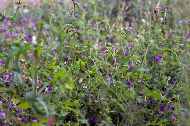 Şehir parkında çiçekler