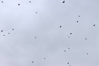 Kırsalda kırlangıç sürüsü