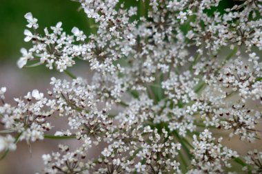 Kırsal kesimde bitki örtüsü