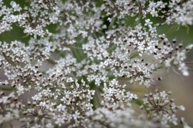 Kırsal kesimde bitki örtüsü