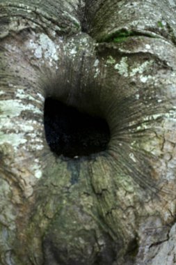 Bir yaz gününde orman