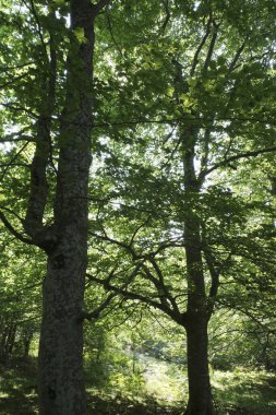 güneşli bir gün ormanda