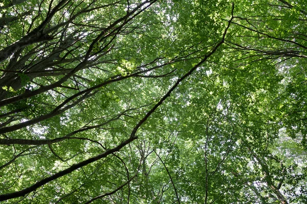 Wald Einem Sommertag — Stockfoto