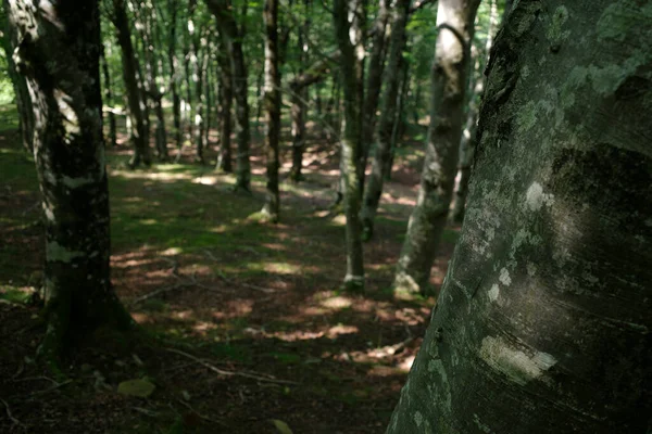 Wald Einem Sommertag — Stockfoto