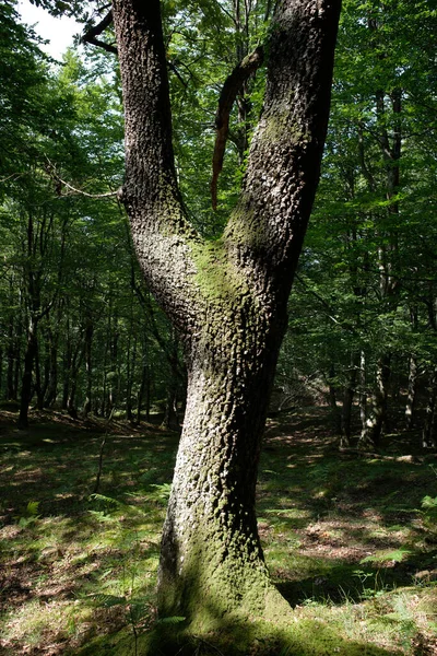 Forêt Dans Une Journée Été — Photo