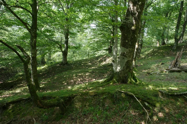 Floresta Dia Verão — Fotografia de Stock