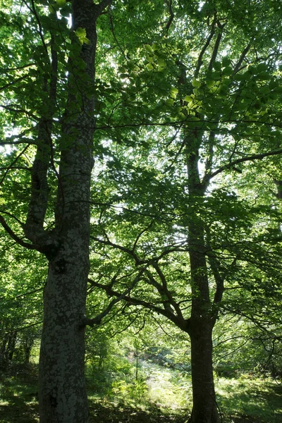 Forêt Par Une Journée Ensoleillée — Photo