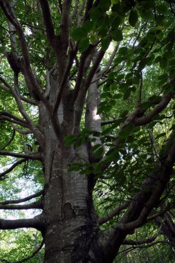 güneşli bir gün ormanda