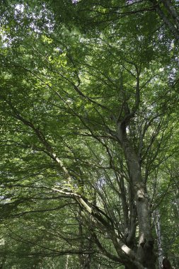 Orman bitki örtüsü