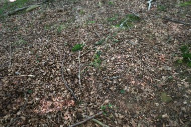 Orman bitki örtüsü