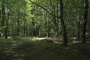 Ormanda yürüyüş.