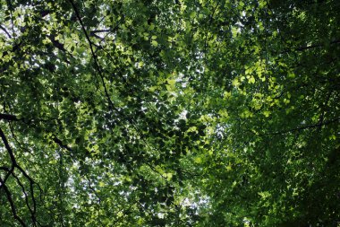 Ormanda bitki örtüsü