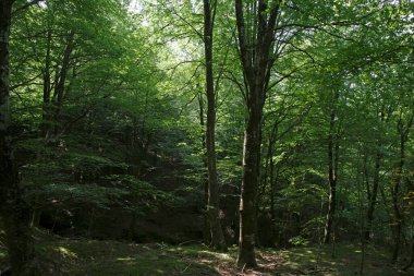 Ormanda bitki örtüsü