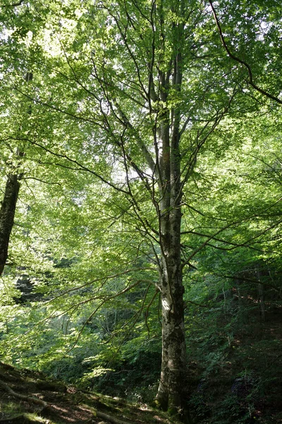 Wald Einem Sonnigen Tag — Stockfoto